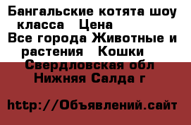 Бангальские котята шоу класса › Цена ­ 25 000 - Все города Животные и растения » Кошки   . Свердловская обл.,Нижняя Салда г.